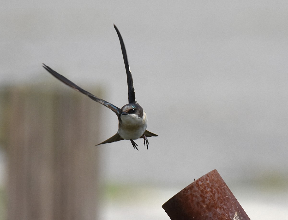 Golondrina Bicolor - ML151932451