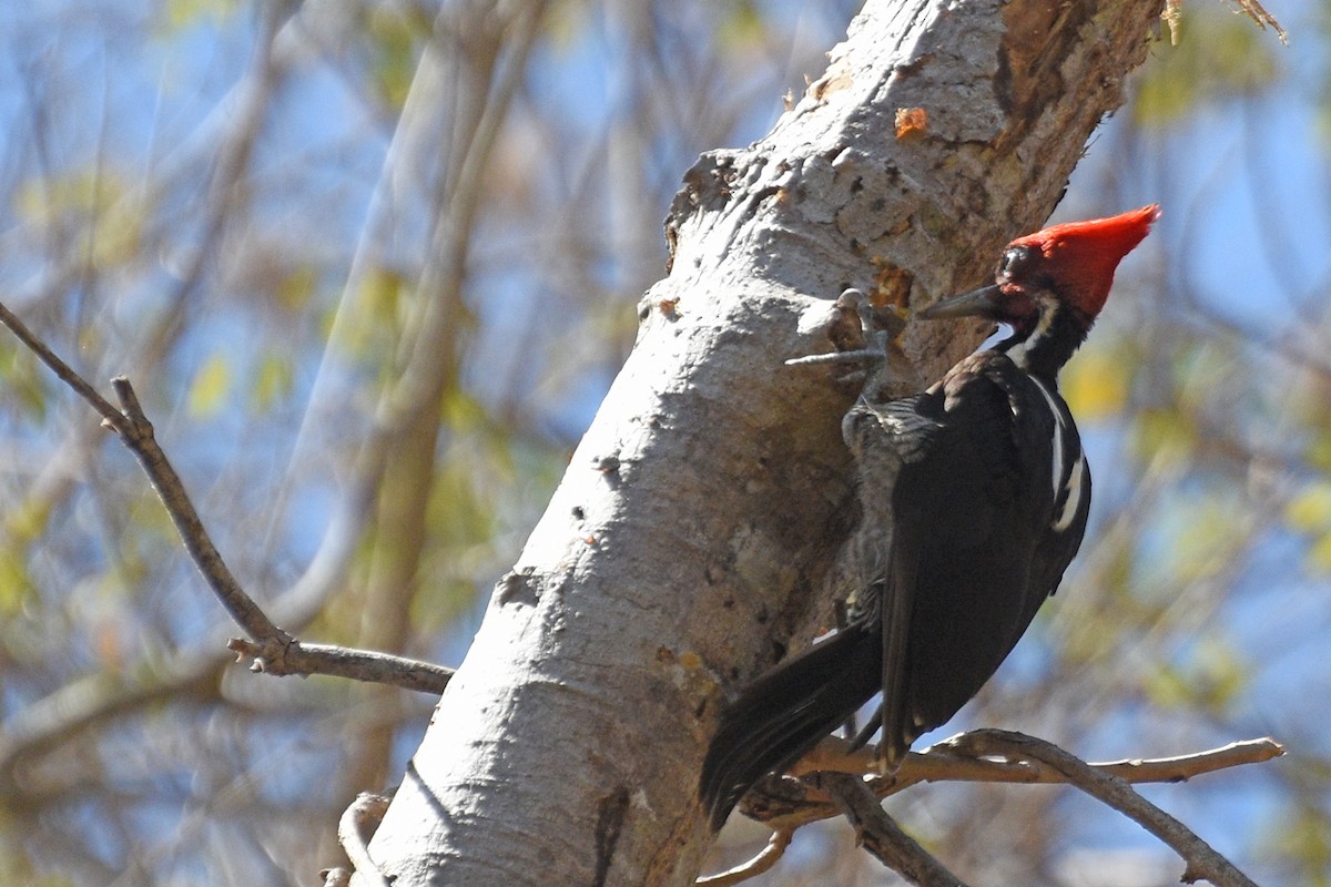 Pale-billed Woodpecker - ML151934891