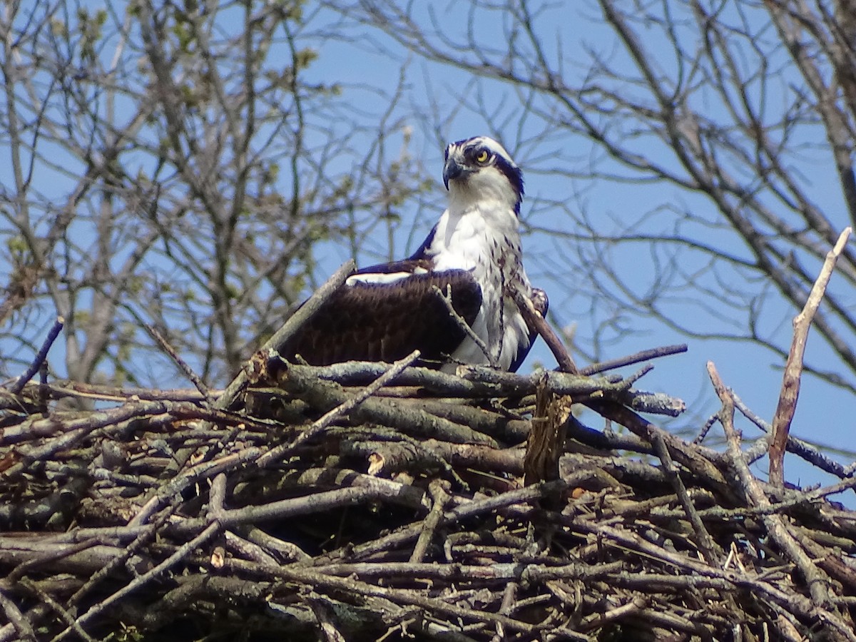 Osprey - ML151936551