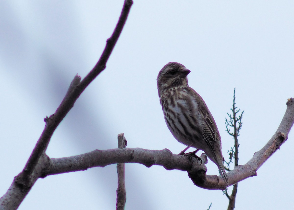 Purple Finch - David Rooke