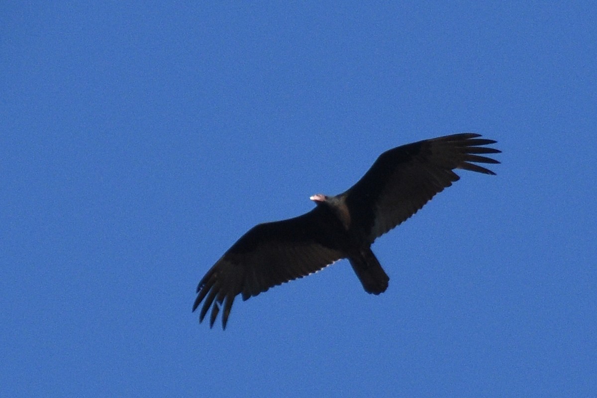 Turkey Vulture - Marie O'Neill