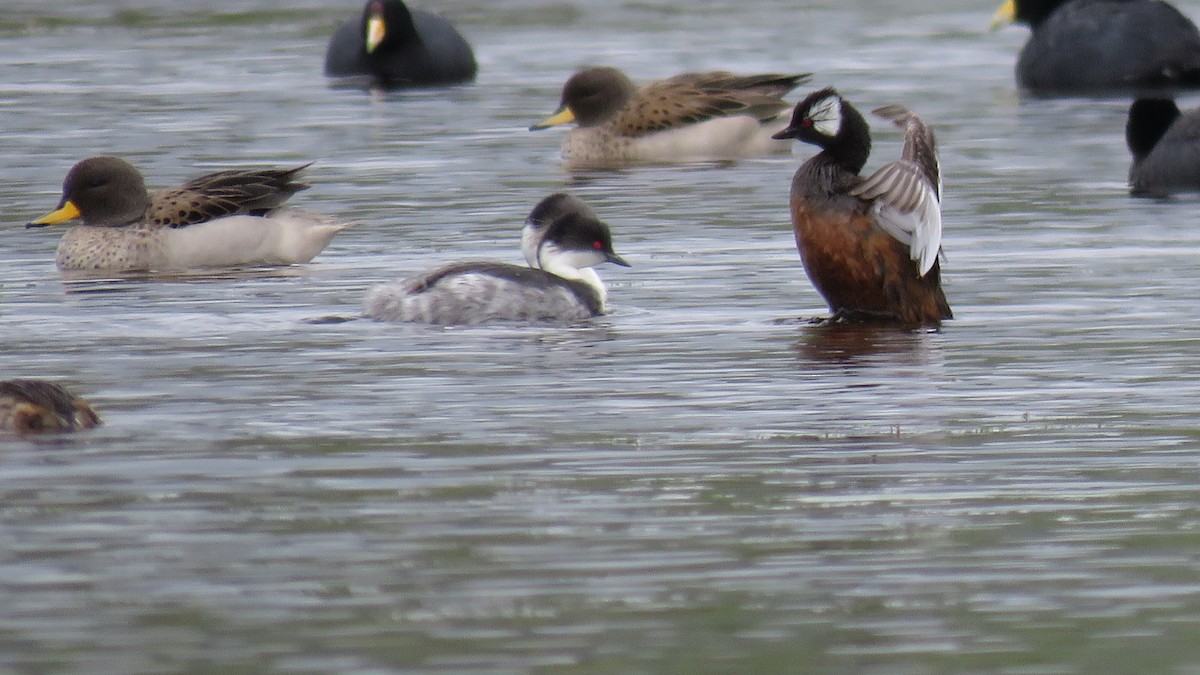 White-tufted Grebe - ML151937311