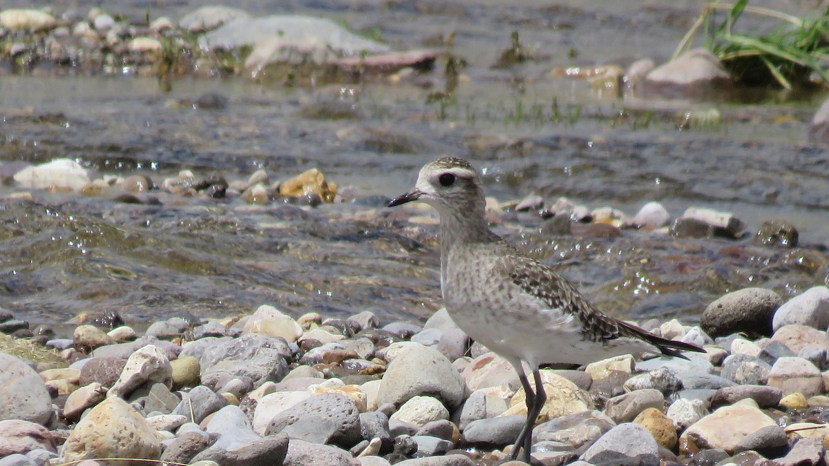 American Golden-Plover - ML151937821