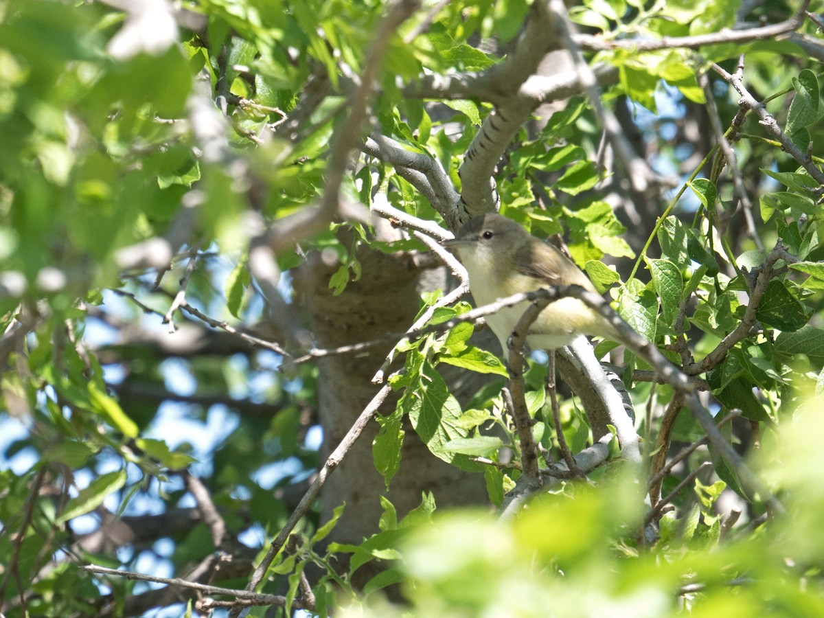 Vireo de Bell - ML151937901