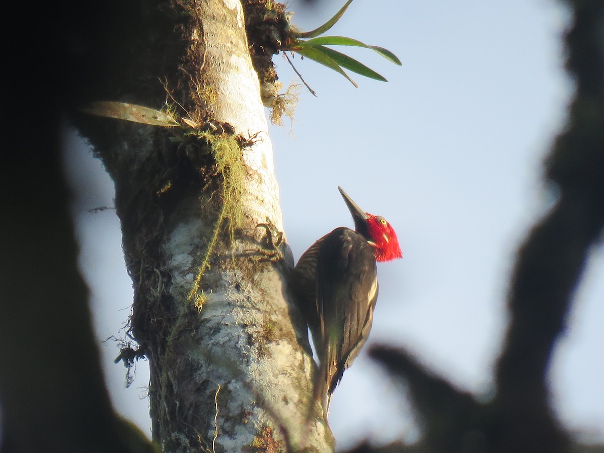 Guayaquil Woodpecker - ML151938001