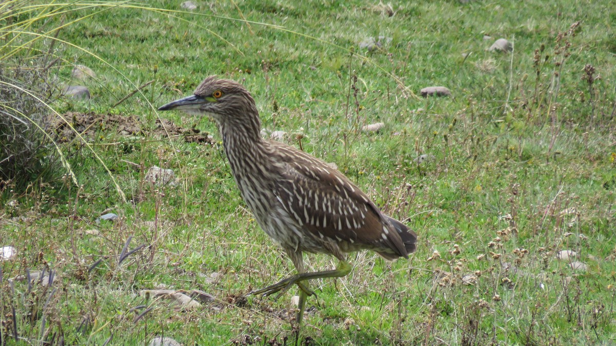 Black-crowned Night Heron - ML151938091