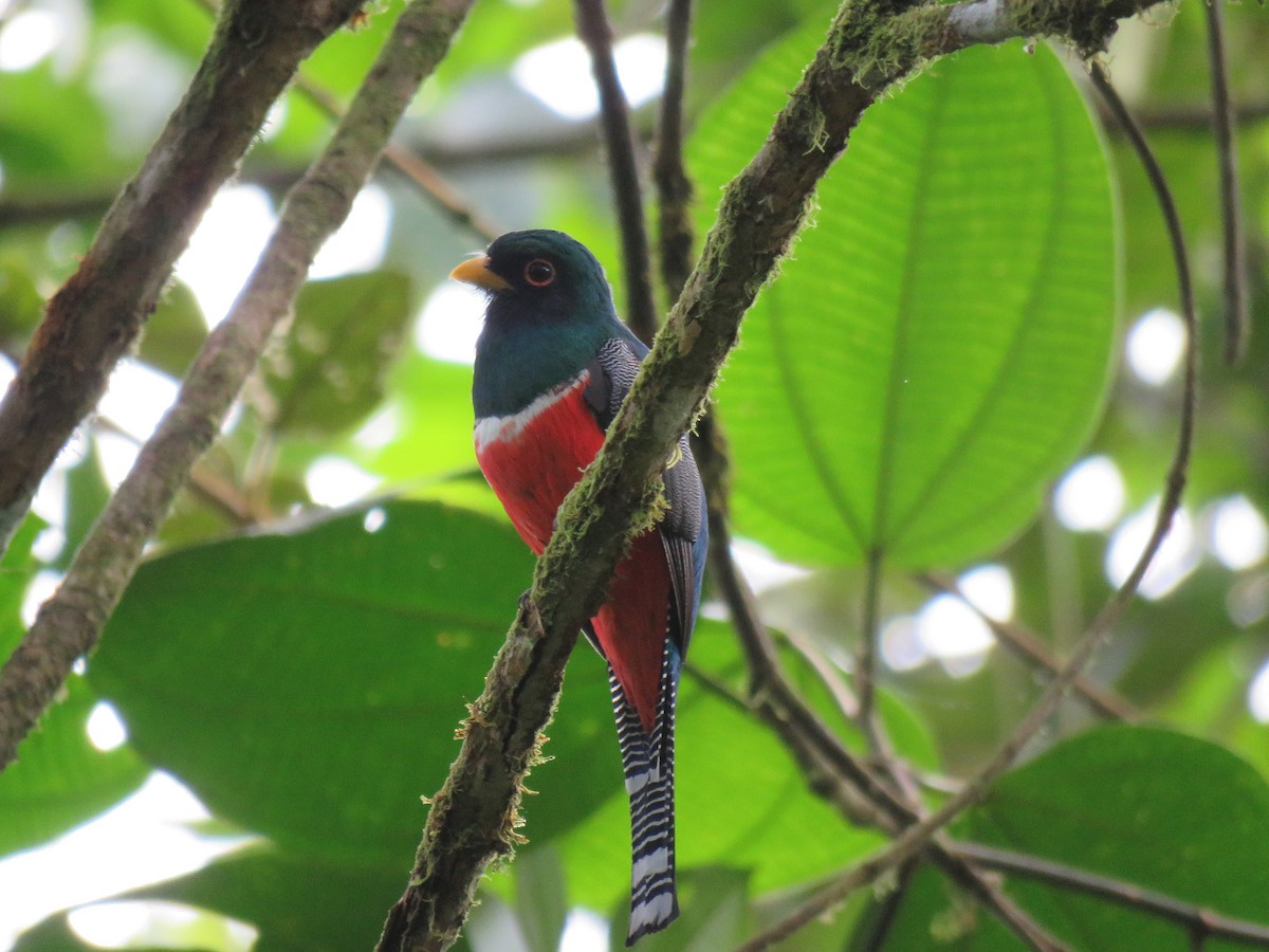 Collared Trogon - ML151938121