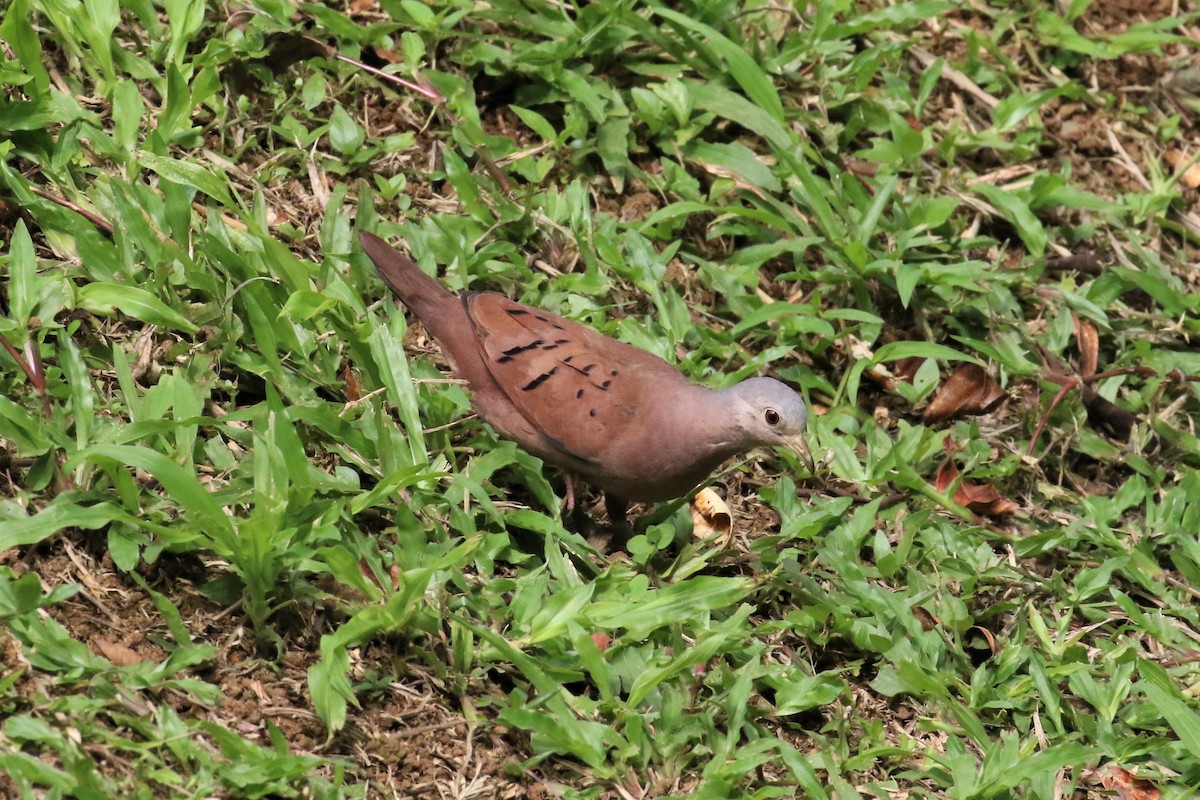 Ruddy Ground Dove - ML151938131