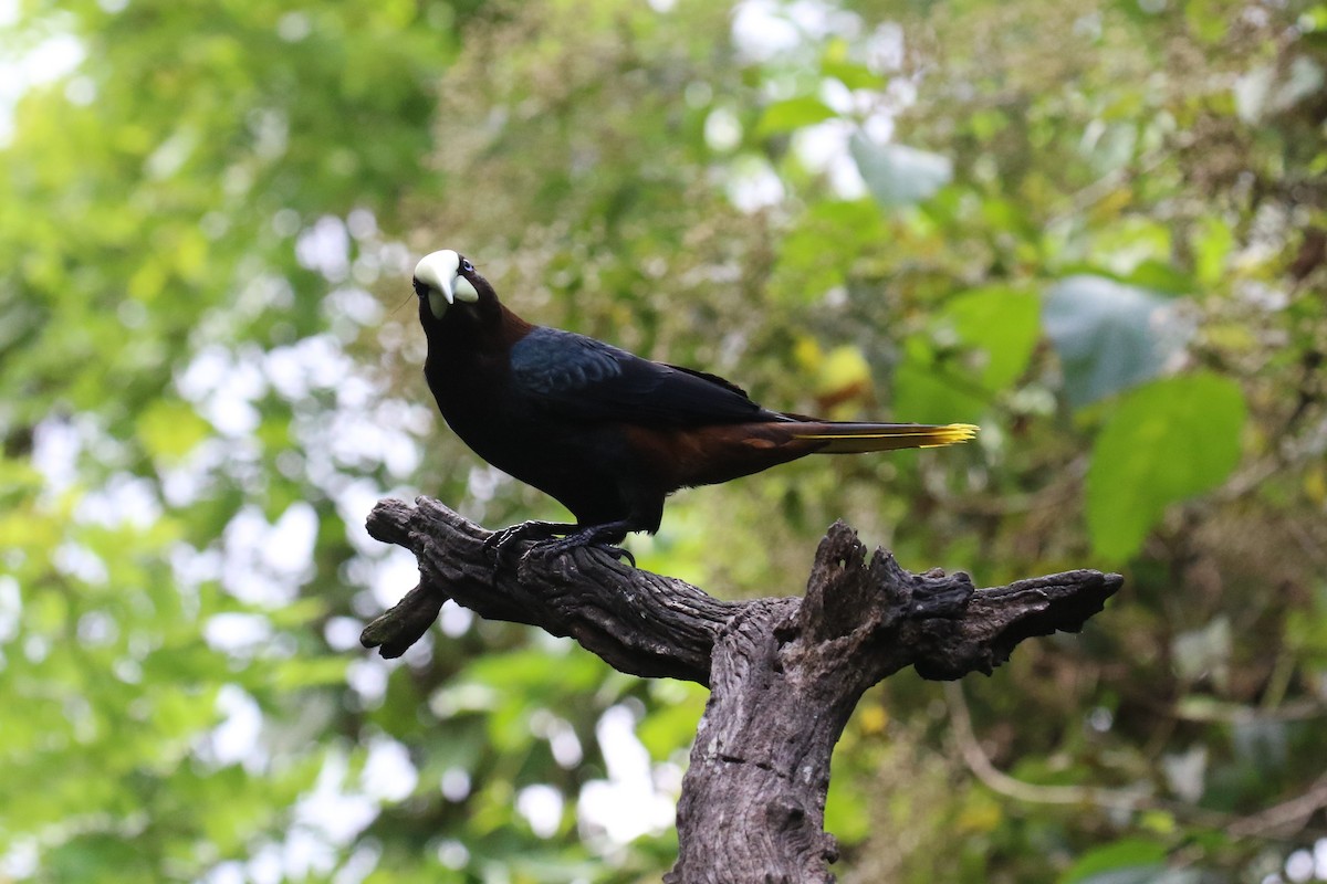 Chestnut-headed Oropendola - ML151939871