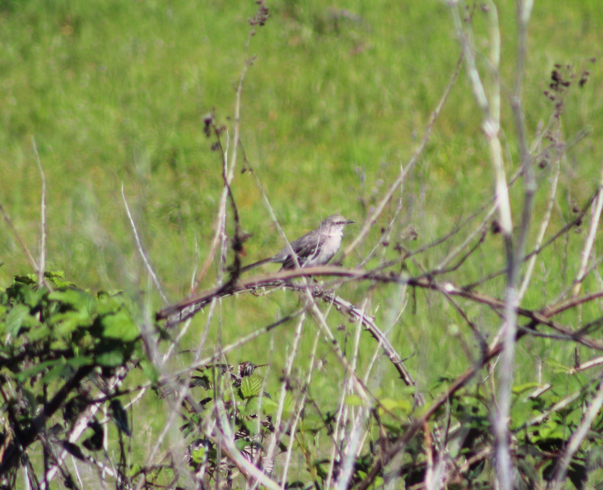 Northern Mockingbird - ML151940331