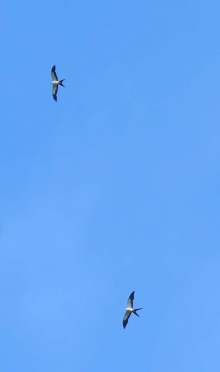 Swallow-tailed Kite - ML151940571