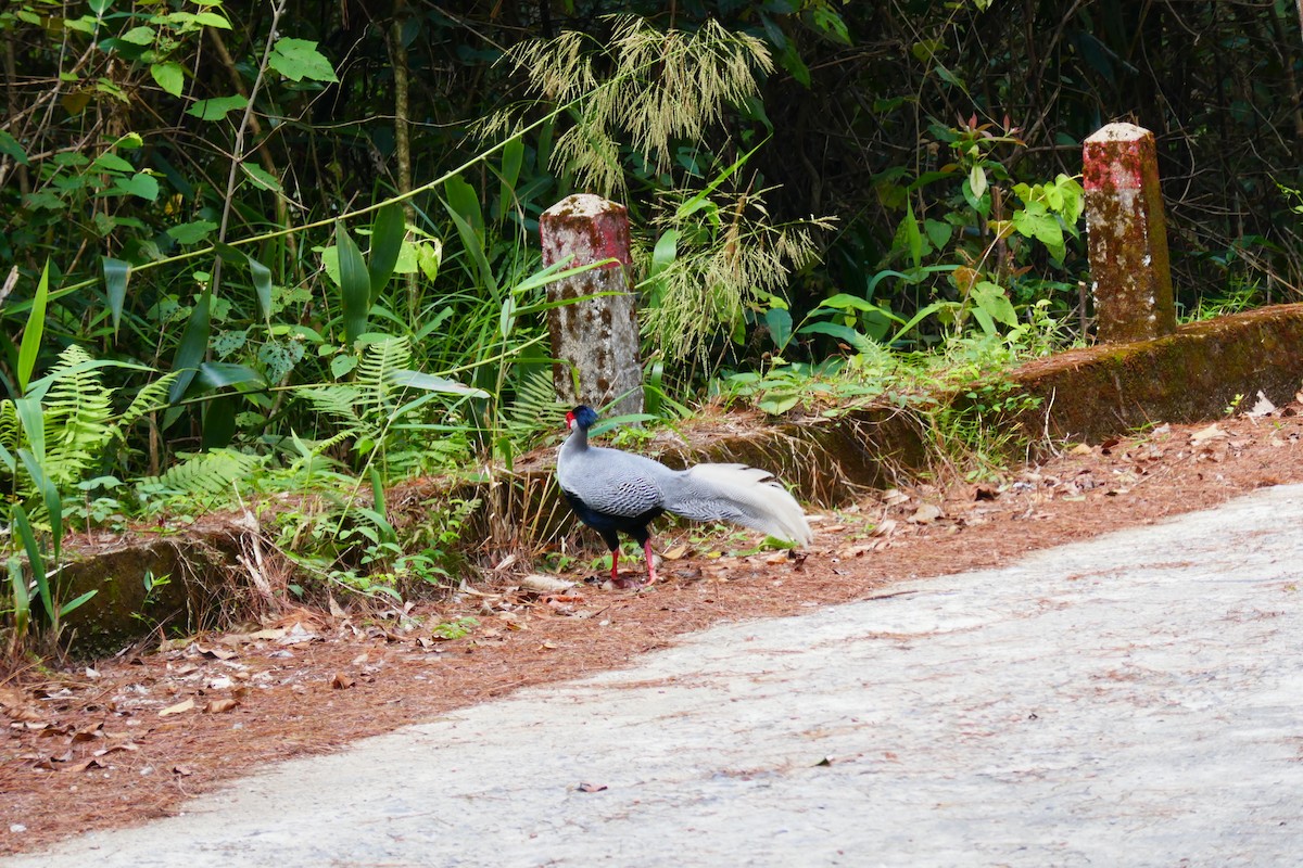 Silver Pheasant - ML151941391