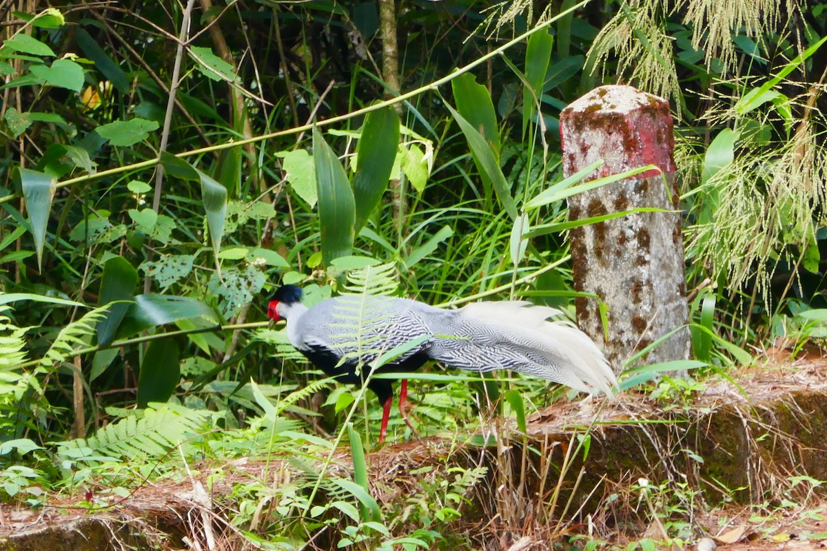 Silver Pheasant - ML151941451