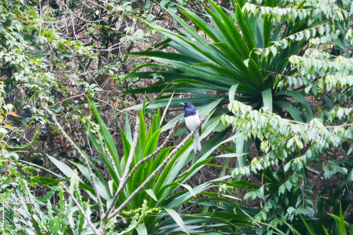 Oriental Magpie-Robin - ML151942181