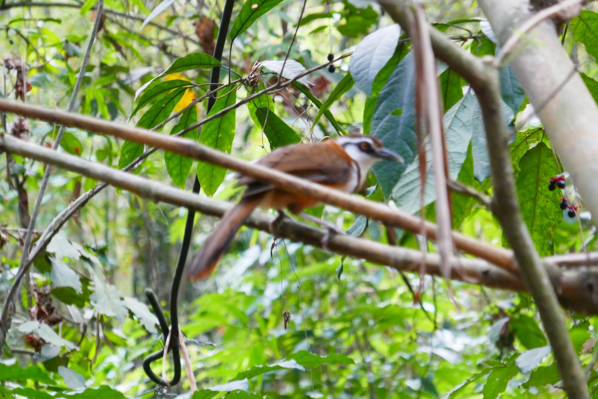 Lesser Necklaced Laughingthrush - ML151942671