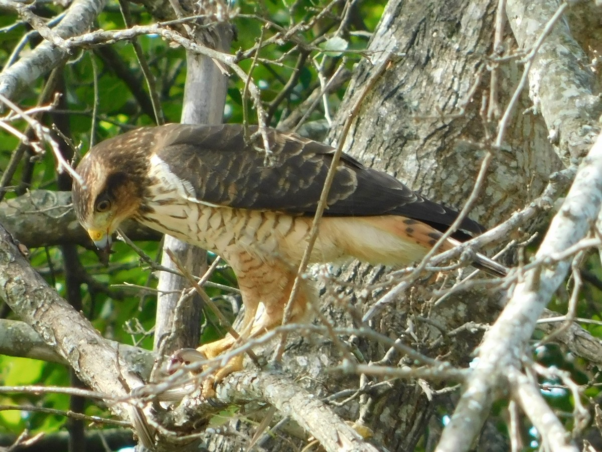 Roadside Hawk - Nicolás Bejarano