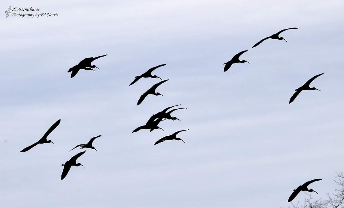 ibis hnědý - ML151943081