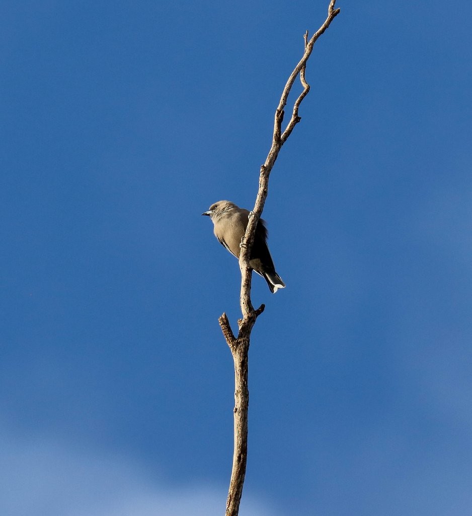 Dusky Woodswallow - ML151943141