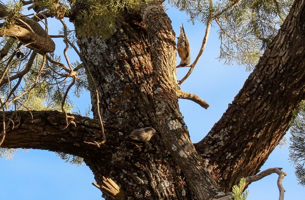 Varied Sittella (Black-capped) - ML151943231