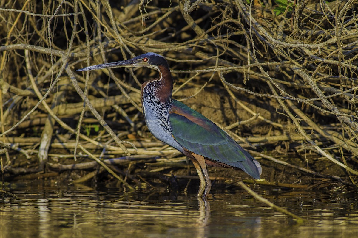 Agami Heron - ML151943301