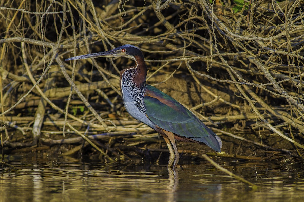 Agami Heron - Roni Martinez