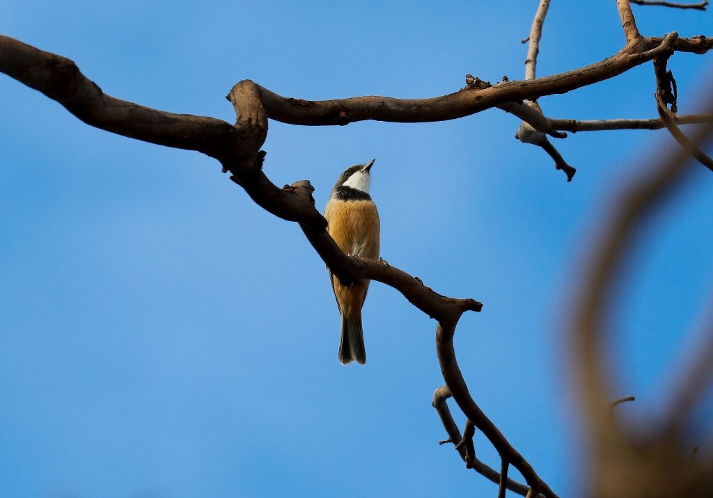 Rufous Whistler - ML151943431