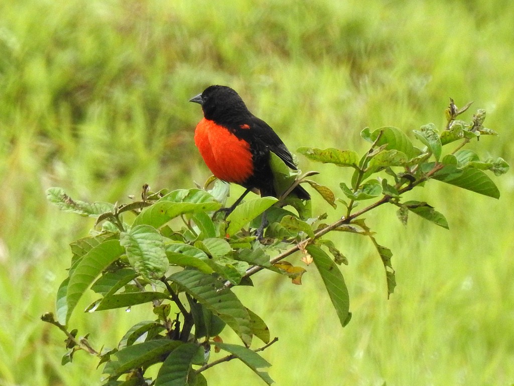 ムネアカマキバドリ - ML151943451