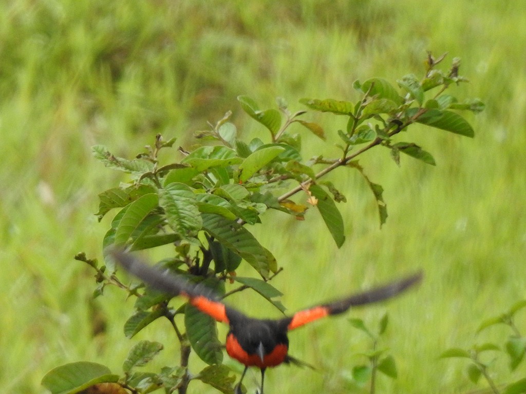 ムネアカマキバドリ - ML151943461