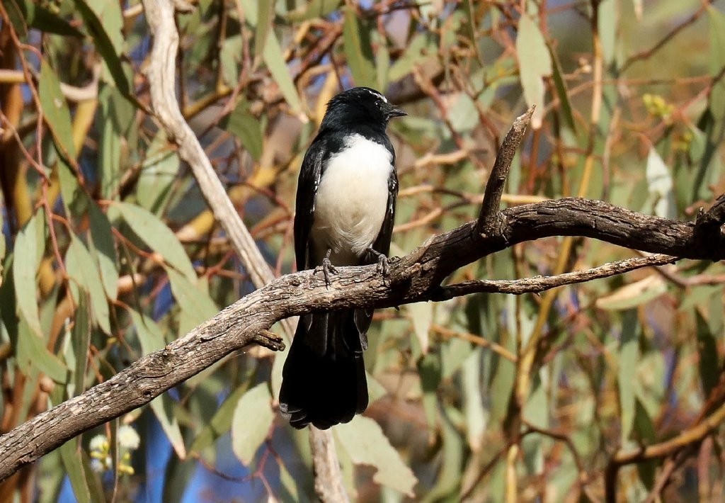 Willie-wagtail - ML151943491