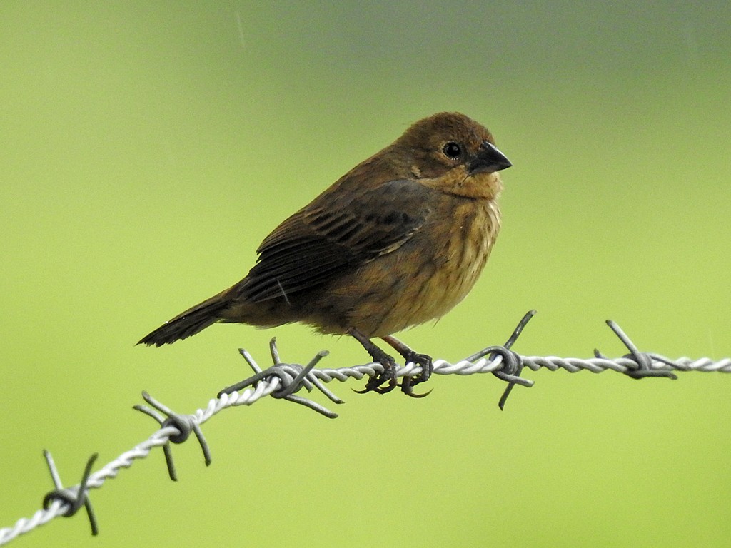 Blue-black Grassquit - ML151943601