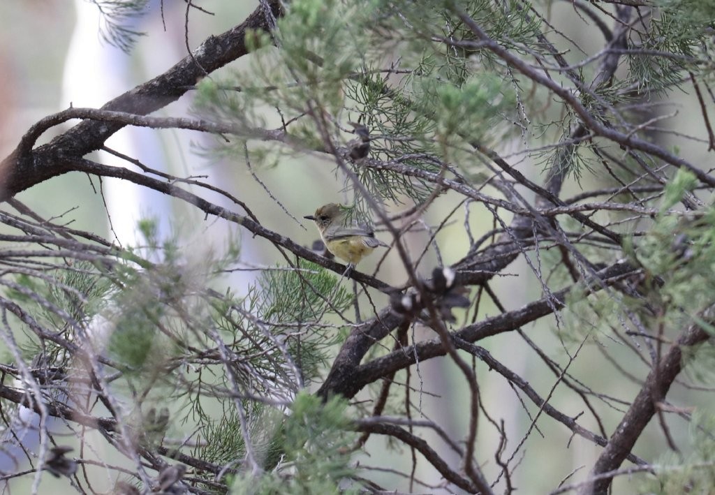 Yellow Thornbill - ML151943721