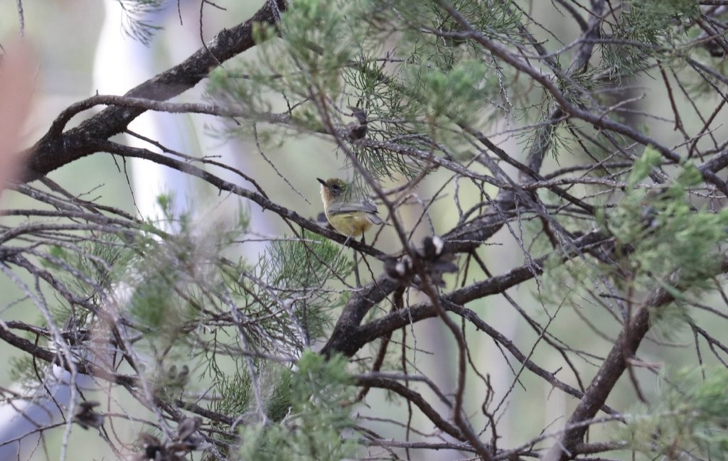 Yellow Thornbill - ML151943731