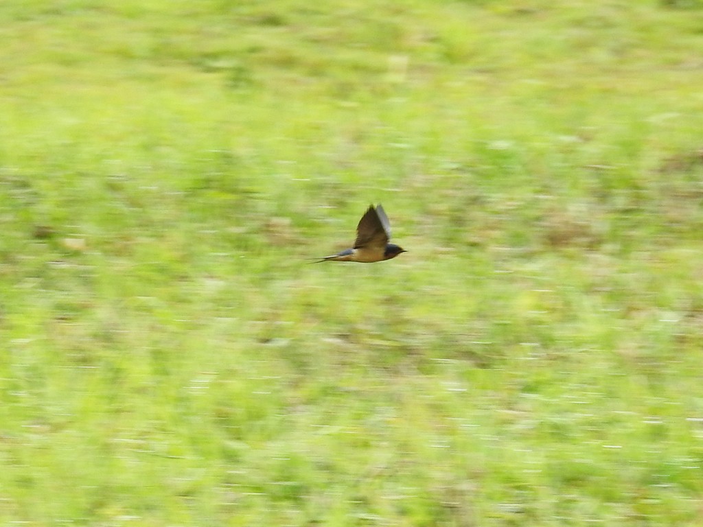 Barn Swallow - ML151943771