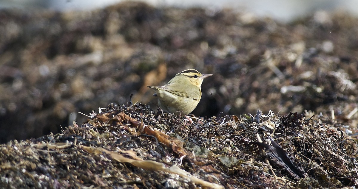 Paruline vermivore - ML151945171