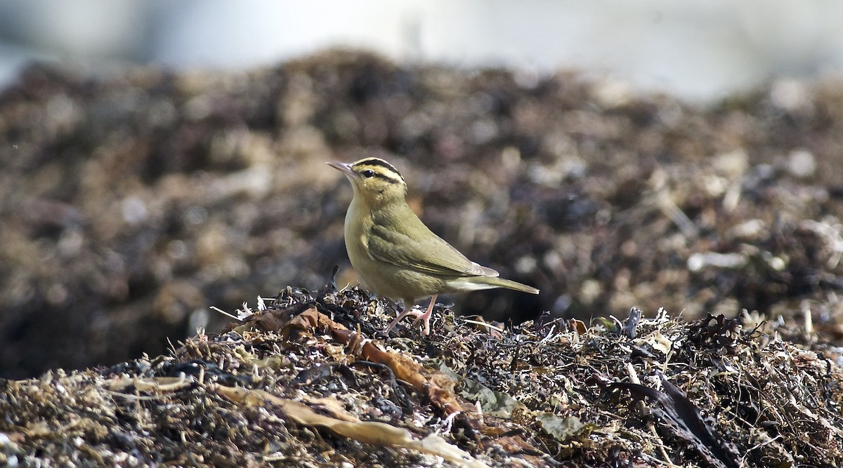 Paruline vermivore - ML151945181