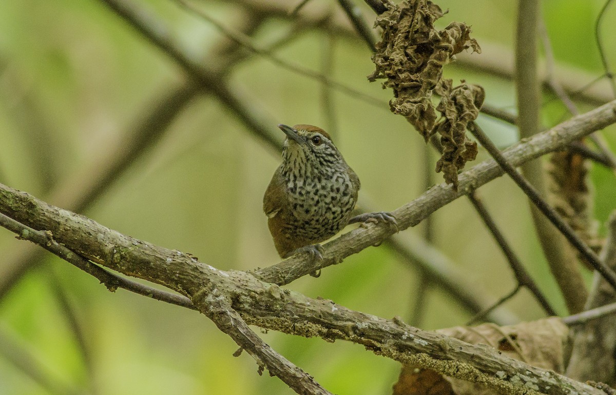 Spot-breasted Wren - Roni Martinez