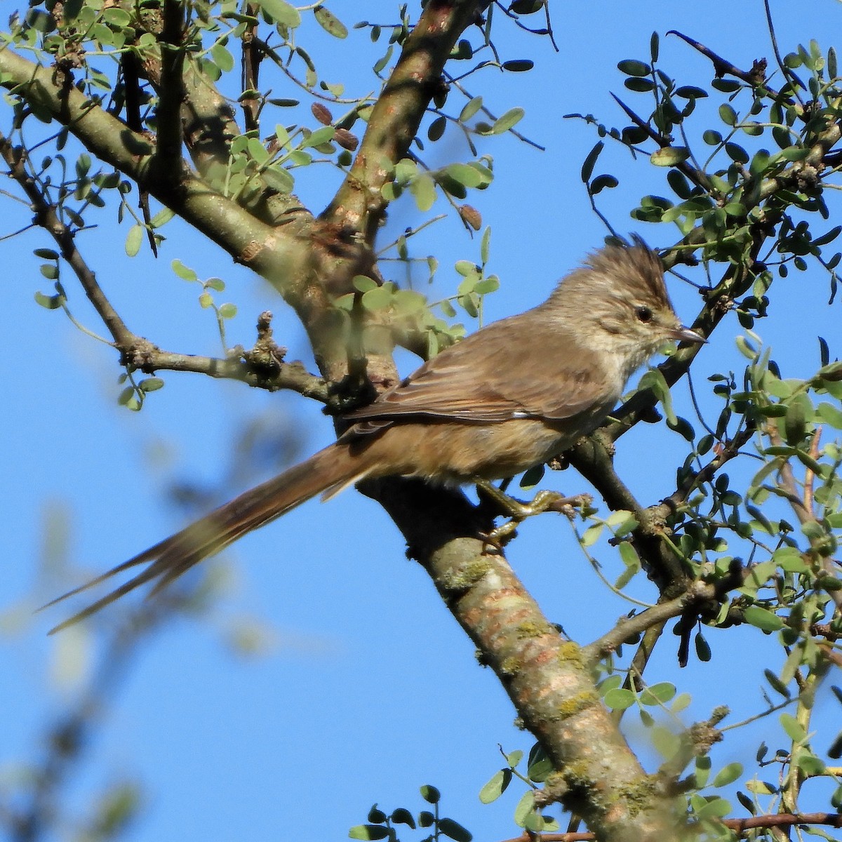 Tufted Tit-Spinetail - ML151947261