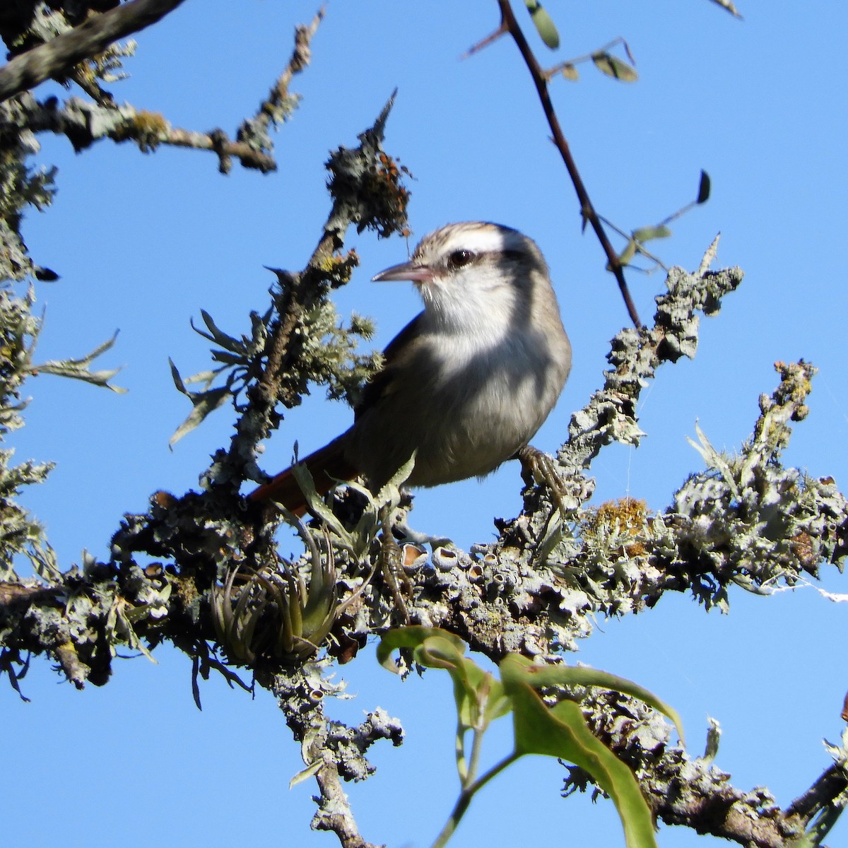 Stripe-crowned Spinetail - ML151947361