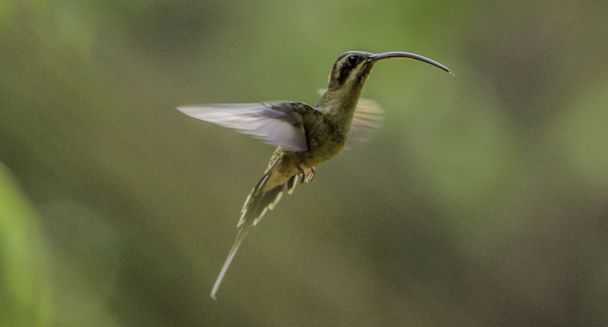 Long-billed Hermit - ML151948411