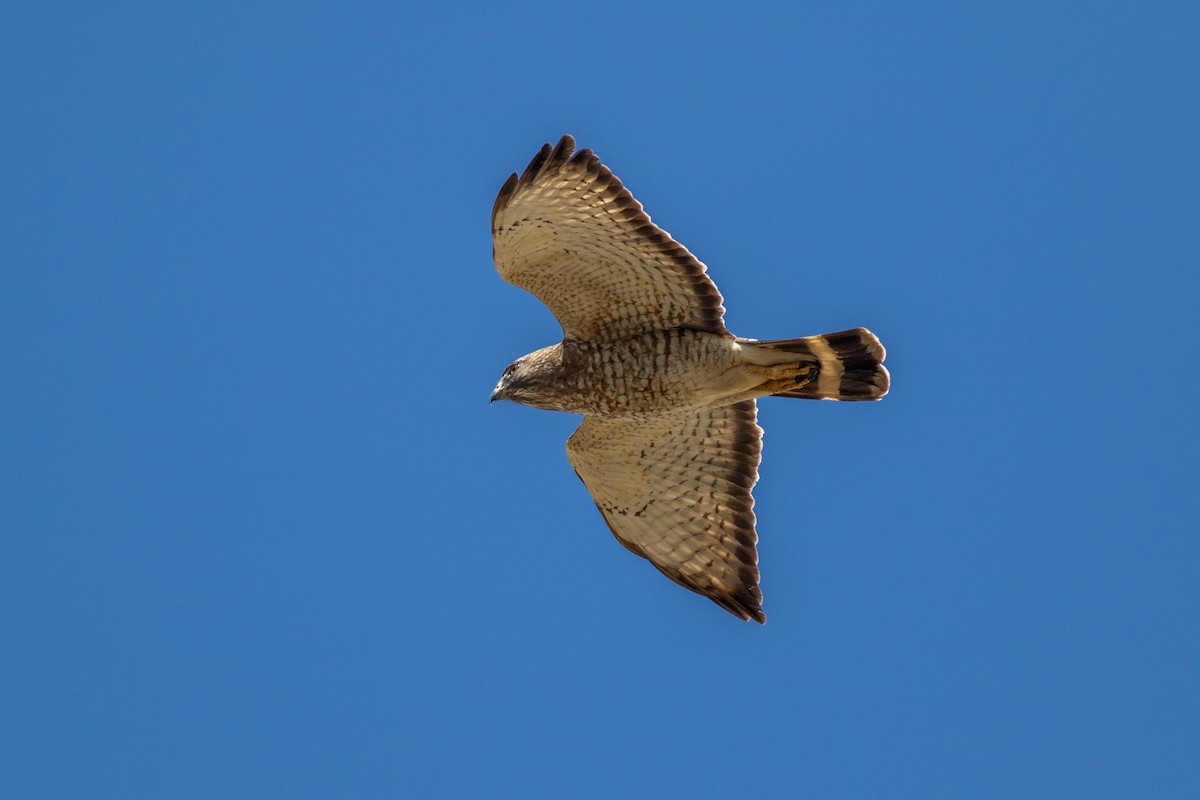 Broad-winged Hawk - ML151949321