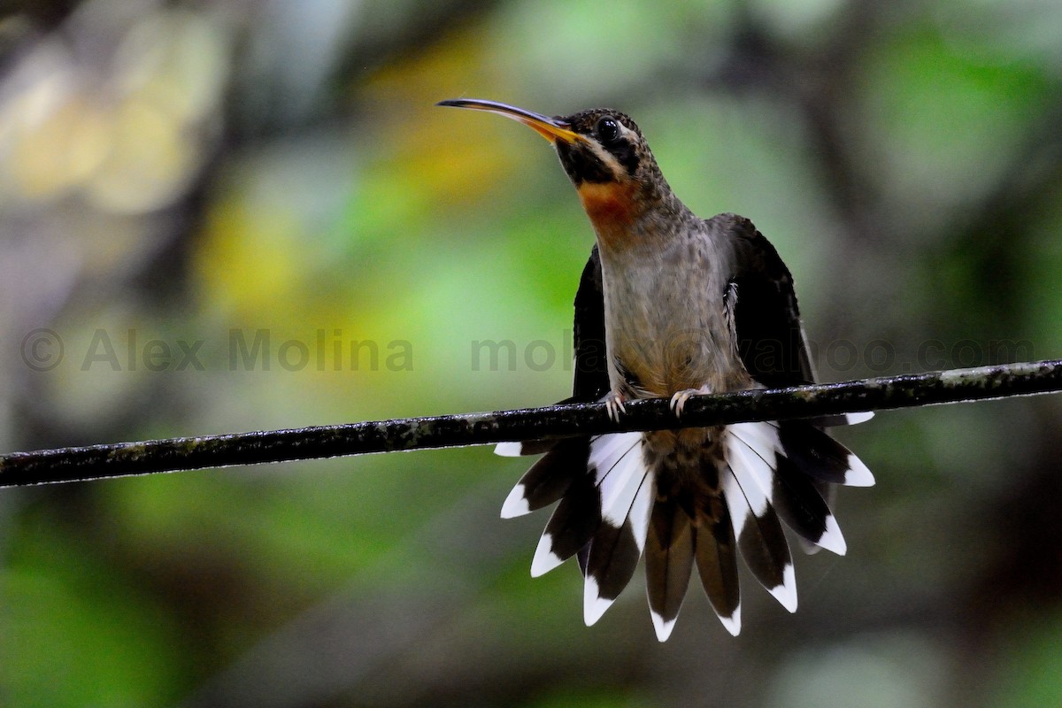 Band-tailed Barbthroat - Alex Molina