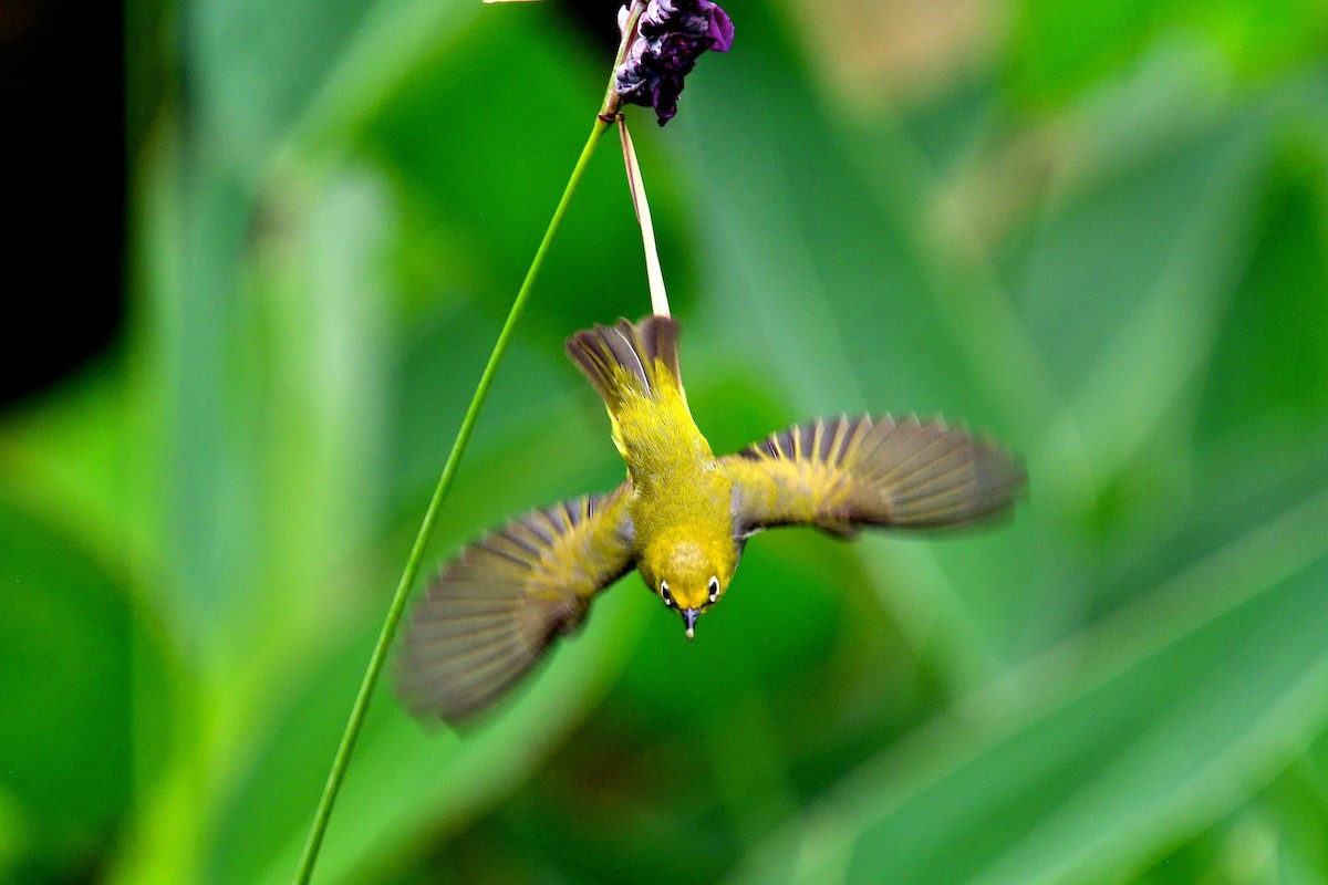 Swinhoe's White-eye - ML151949741