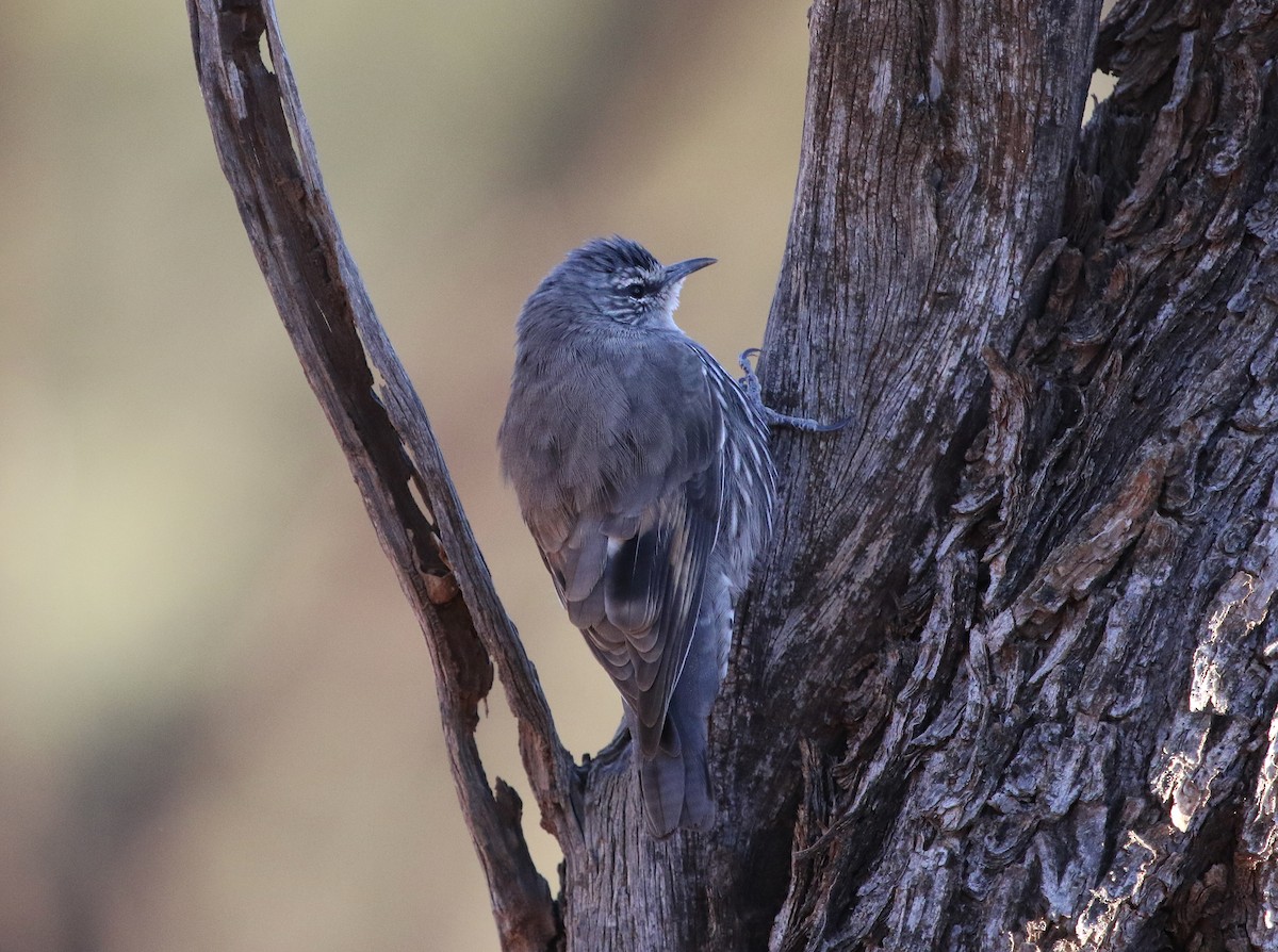 White-browed Treecreeper - ML151950031