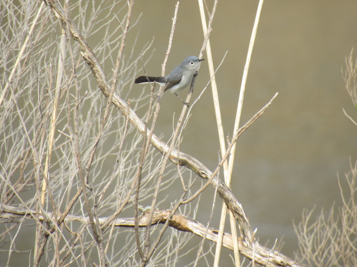 Blue-gray Gnatcatcher - ML151950171