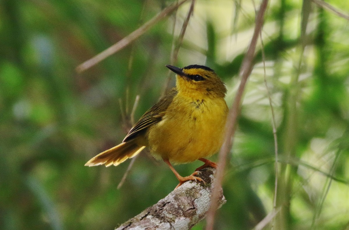 Black-crested Warbler - ML151950181