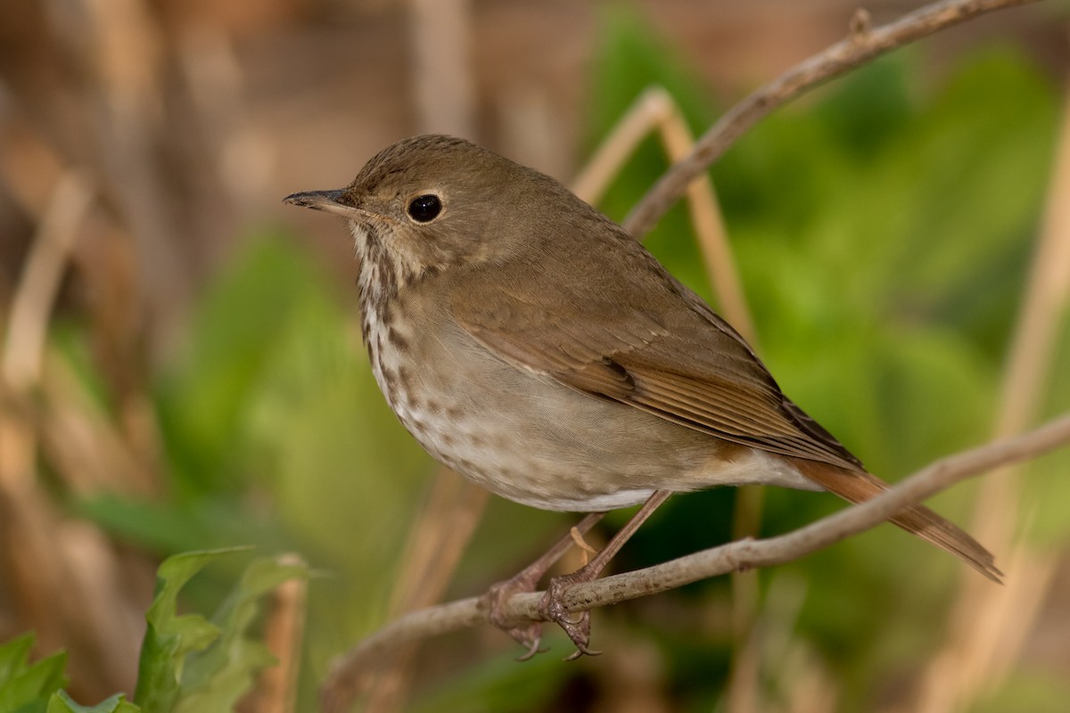 Hermit Thrush - ML151950821