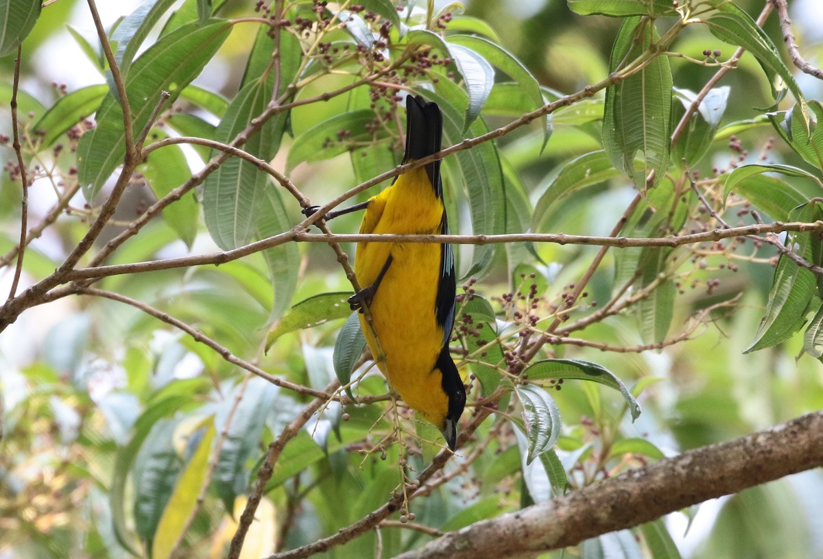 Blue-winged Mountain Tanager - ML151951071