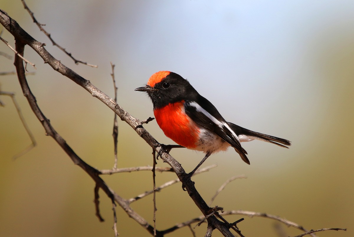 Red-capped Robin - ML151951191