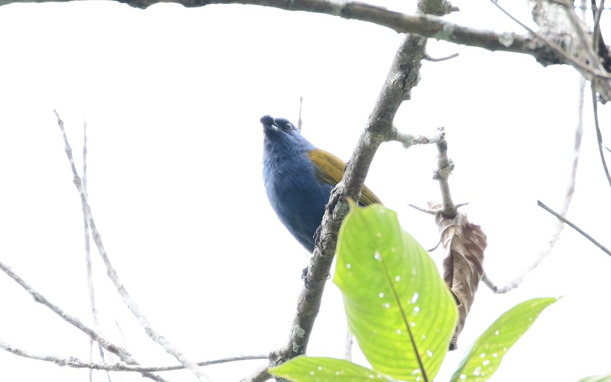 Tangara à tête bleue - ML151951381