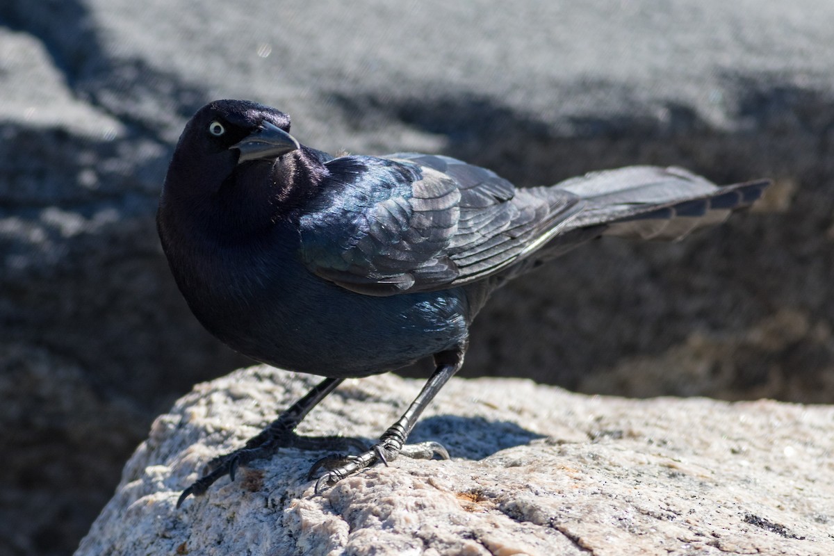Boat-tailed Grackle - ML151951411